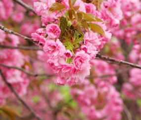 东莞7家供(借)卵试管婴儿医院最新排名，3分钟了解供卵流程、费用！